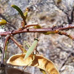 Formicidae (family) at Watson, ACT - 30 Dec 2024 11:41 AM