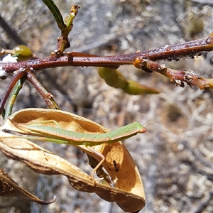 Formicidae (family) at Watson, ACT - 30 Dec 2024