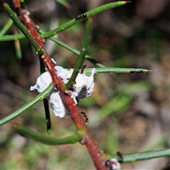 Formicidae (family) at Watson, ACT - 30 Dec 2024