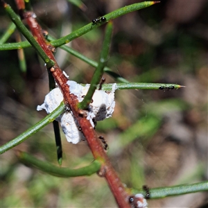 Formicidae (family) at Watson, ACT - 30 Dec 2024