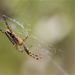 Plebs bradleyi (Enamelled spider) at Cotter River, ACT - 29 Dec 2024 by Montane