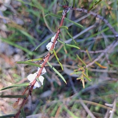 Monophlebulus sp. (genus) at Watson, ACT - 30 Dec 2024 by abread111