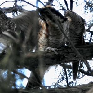 Eudynamys orientalis at Aranda, ACT - 30 Dec 2024