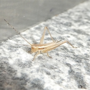 Merrinella tandanya at Charleys Forest, NSW - suppressed