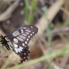 Papilio anactus (Dainty Swallowtail) at Deniliquin, NSW - 28 Dec 2024 by SandraH