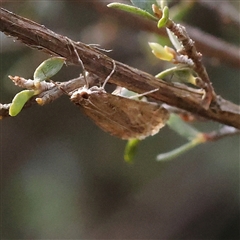 Unidentified Moth (Lepidoptera) at Jerrawa, NSW - 27 Dec 2024 by ConBoekel