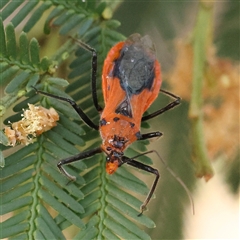 Gminatus australis (Orange assassin bug) at Jerrawa, NSW - 27 Dec 2024 by ConBoekel