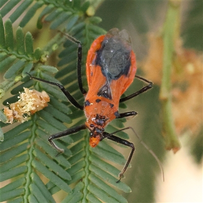 Gminatus australis (Orange assassin bug) at Jerrawa, NSW - 28 Dec 2024 by ConBoekel