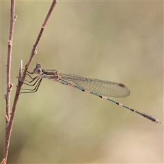 Unidentified Damselfly (Zygoptera) at Jerrawa, NSW - 27 Dec 2024 by ConBoekel