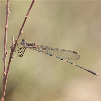 Austrolestes leda (Wandering Ringtail) at Jerrawa, NSW - 28 Dec 2024 by ConBoekel