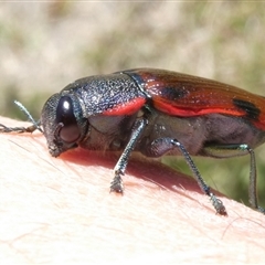 Unidentified Beetle (Coleoptera) at Charleys Forest, NSW - 25 Dec 2024 by arjay