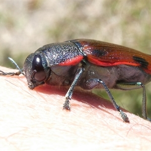 Temognatha variabilis at Charleys Forest, NSW - suppressed