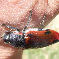 Temognatha variabilis at Charleys Forest, NSW - suppressed