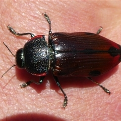 Temognatha variabilis at Charleys Forest, NSW - suppressed