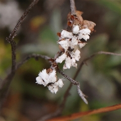 Leucopogon virgatus (Common Beard-heath) at Jerrawa, NSW - 28 Dec 2024 by ConBoekel