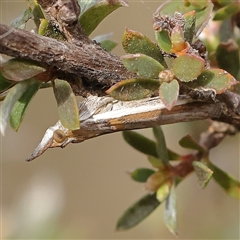 Etiella behrii (Lucerne Seed Web Moth) at Jerrawa, NSW - 28 Dec 2024 by ConBoekel