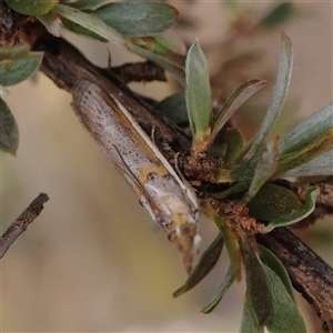 Etiella behrii at Jerrawa, NSW - 28 Dec 2024