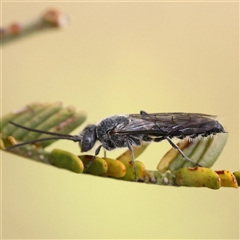 Thynninae (subfamily) (Smooth flower wasp) at Jerrawa, NSW - 28 Dec 2024 by ConBoekel