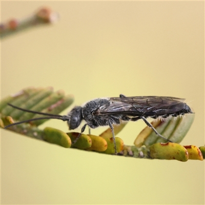 Thynninae (subfamily) (Smooth flower wasp) at Jerrawa, NSW - 27 Dec 2024 by ConBoekel