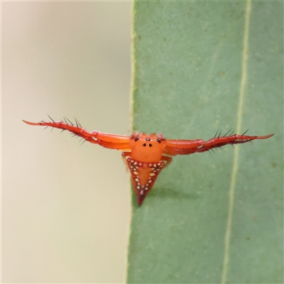 Arkys walckenaeri (Triangle spider) at Jerrawa, NSW - 28 Dec 2024 by ConBoekel