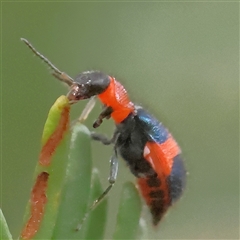 Dicranolaius cinctus (Notched-leg Red & Blue Flower Beetle) at Jerrawa, NSW - 28 Dec 2024 by ConBoekel