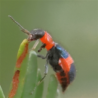 Dicranolaius cinctus (Notched-leg Red & Blue Flower Beetle) at Jerrawa, NSW - 28 Dec 2024 by ConBoekel