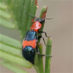 Dicranolaius bellulus at Jerrawa, NSW - 28 Dec 2024