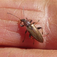 Lepturidea sp. (genus) (Comb-clawed beetle) at Charleys Forest, NSW - 25 Dec 2024 by arjay