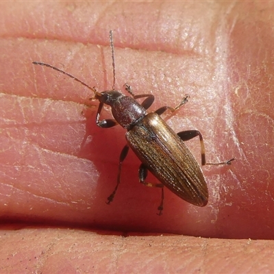 Unidentified Beetle (Coleoptera) at Charleys Forest, NSW - 24 Dec 2024 by arjay