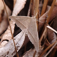 Epidesmia hypenaria (Long-nosed Epidesmia) at Jerrawa, NSW - 28 Dec 2024 by ConBoekel