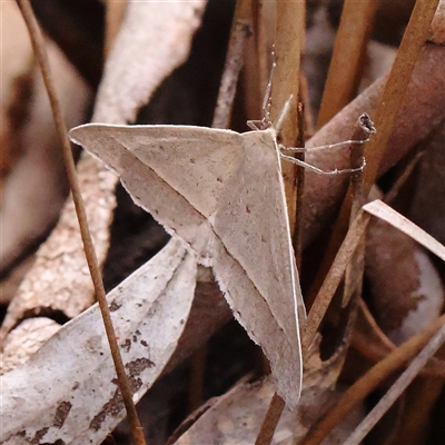 Unidentified Moth (Lepidoptera) at Jerrawa, NSW - 27 Dec 2024 by ConBoekel