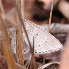 Epidesmia hypenaria at Jerrawa, NSW - 28 Dec 2024