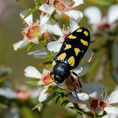 Castiarina octospilota (A Jewel Beetle) at Uriarra Village, ACT - 30 Dec 2024 by DPRees125