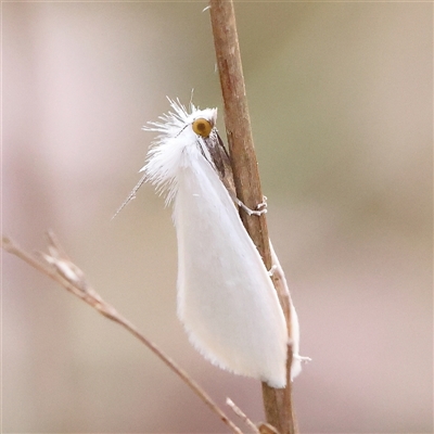 Tipanaea patulella (The White Crambid moth) at Jerrawa, NSW - 28 Dec 2024 by ConBoekel