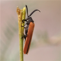 Porrostoma rhipidium (Long-nosed Lycid (Net-winged) beetle) at Jerrawa, NSW - 28 Dec 2024 by ConBoekel