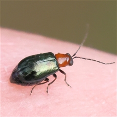 Adoxia benallae (Leaf beetle) at Jerrawa, NSW - 28 Dec 2024 by ConBoekel