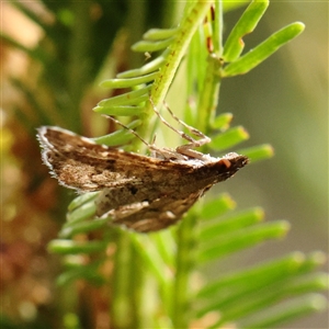 Metasia (genus) at Jerrawa, NSW - 28 Dec 2024