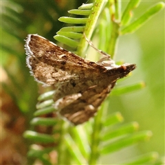 Metasia (genus) at Jerrawa, NSW - 28 Dec 2024