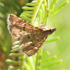 Metasia (genus) at Jerrawa, NSW - 28 Dec 2024