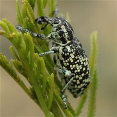 Unidentified Weevil (Curculionoidea) at Jerrawa, NSW - 27 Dec 2024 by ConBoekel