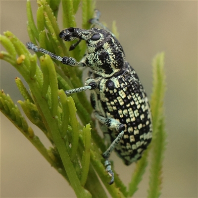 Chrysolopus spectabilis (Botany Bay Weevil) at Jerrawa, NSW - 28 Dec 2024 by ConBoekel