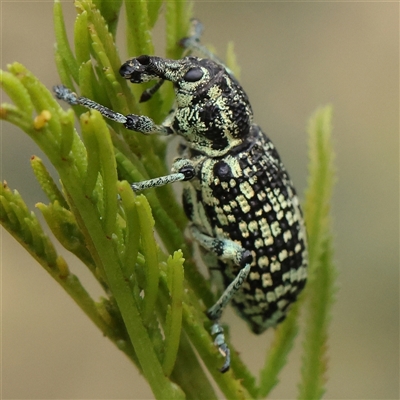 Unidentified Weevil (Curculionoidea) at Jerrawa, NSW - 27 Dec 2024 by ConBoekel