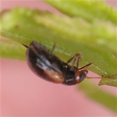 Unidentified Leaf beetle (Chrysomelidae) at Jerrawa, NSW - 27 Dec 2024 by ConBoekel