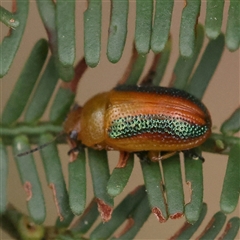 Calomela vittata (Acacia leaf beetle) at Jerrawa, NSW - 27 Dec 2024 by ConBoekel