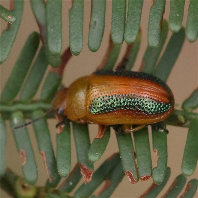 Calomela vittata (Acacia leaf beetle) at Jerrawa, NSW - 27 Dec 2024 by ConBoekel