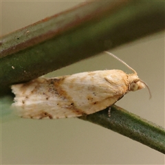 Merophyas divulsana (Lucerne Leafroller) at Jerrawa, NSW - 28 Dec 2024 by ConBoekel