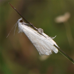 Tipanaea patulella at Jerrawa, NSW - 27 Dec 2024 by ConBoekel