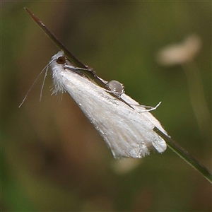 Tipanaea patulella at Jerrawa, NSW - 28 Dec 2024