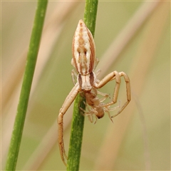 Runcinia insecta at Jerrawa, NSW - 28 Dec 2024 09:07 AM