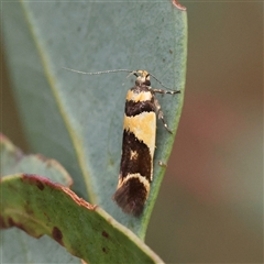 Macrobathra chrysotoxa (A Cosmet moth (Cosmopteriginae) at Jerrawa, NSW - 28 Dec 2024 by ConBoekel